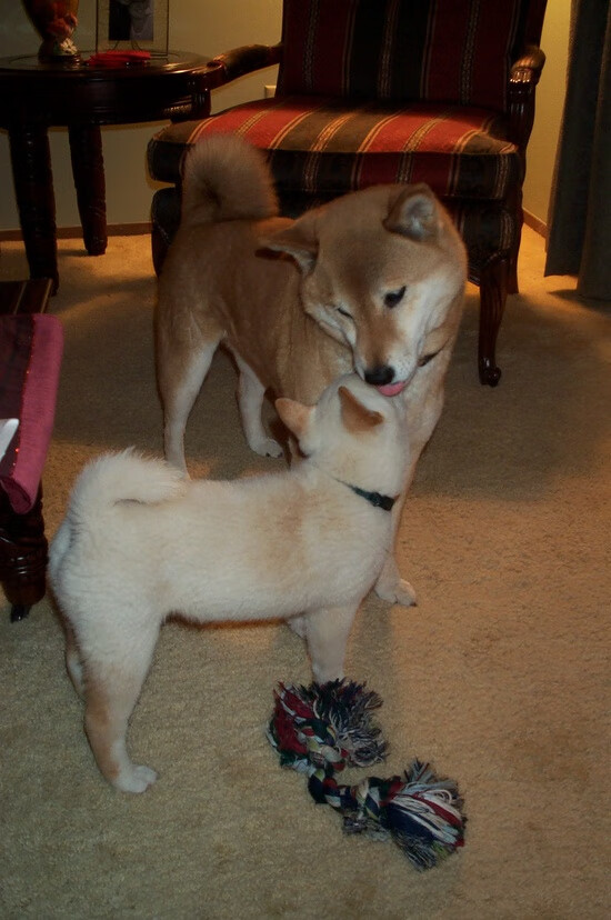 爱游戏下载-“青少年足球青训课程升级，融合新科技新理念”，青少年足球训练体系