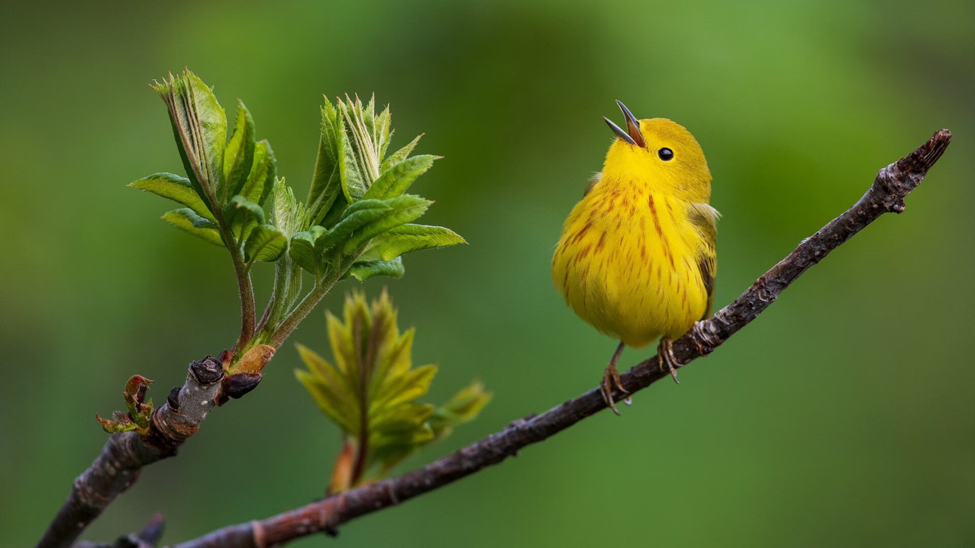 《Rookie:带领IG战队冲击全球冠军,精彩表现令人期待》,ig的rookie
