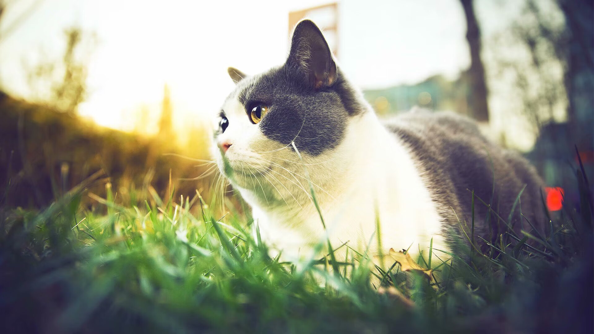 【未来青训】用AI筛选潜力新星,培养“下一颗星”