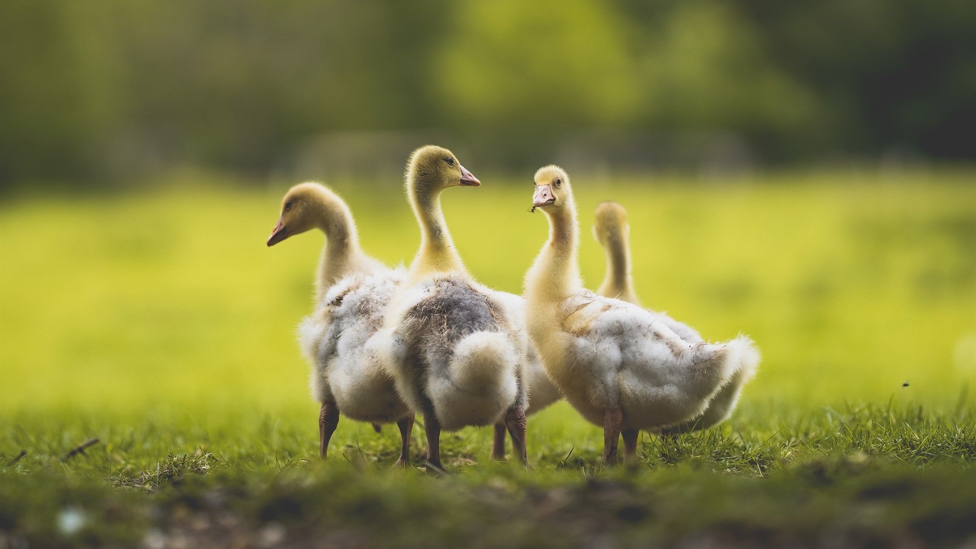 爱游戏娱乐网址-大型星空骑行体验，夜色中自由驰骋的快感，星空自驾营地