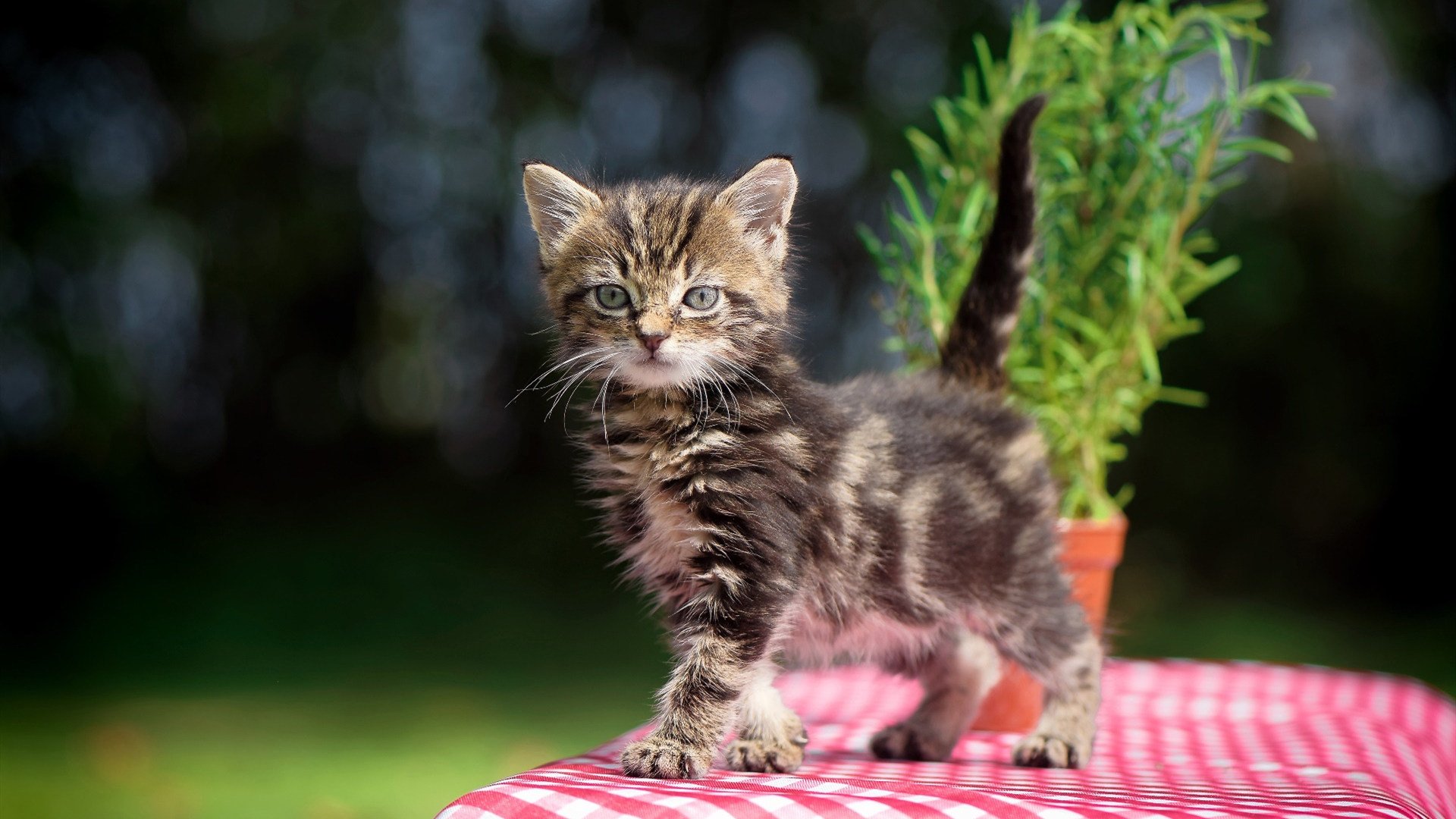 爱游戏官网-直播平台转型升级，新一代娱乐生态逐步形成，娱乐直播趋势