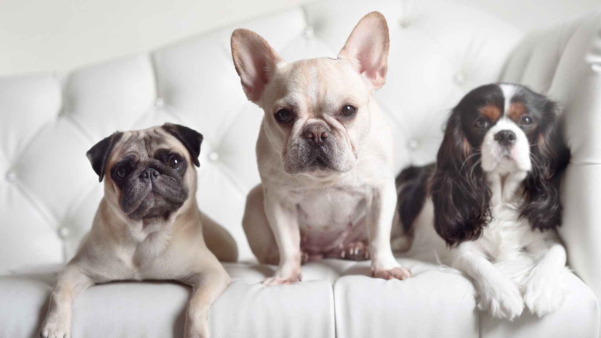 EDG年轻选手晋升主力阵容,edg年轻选手晋升主力阵容名单