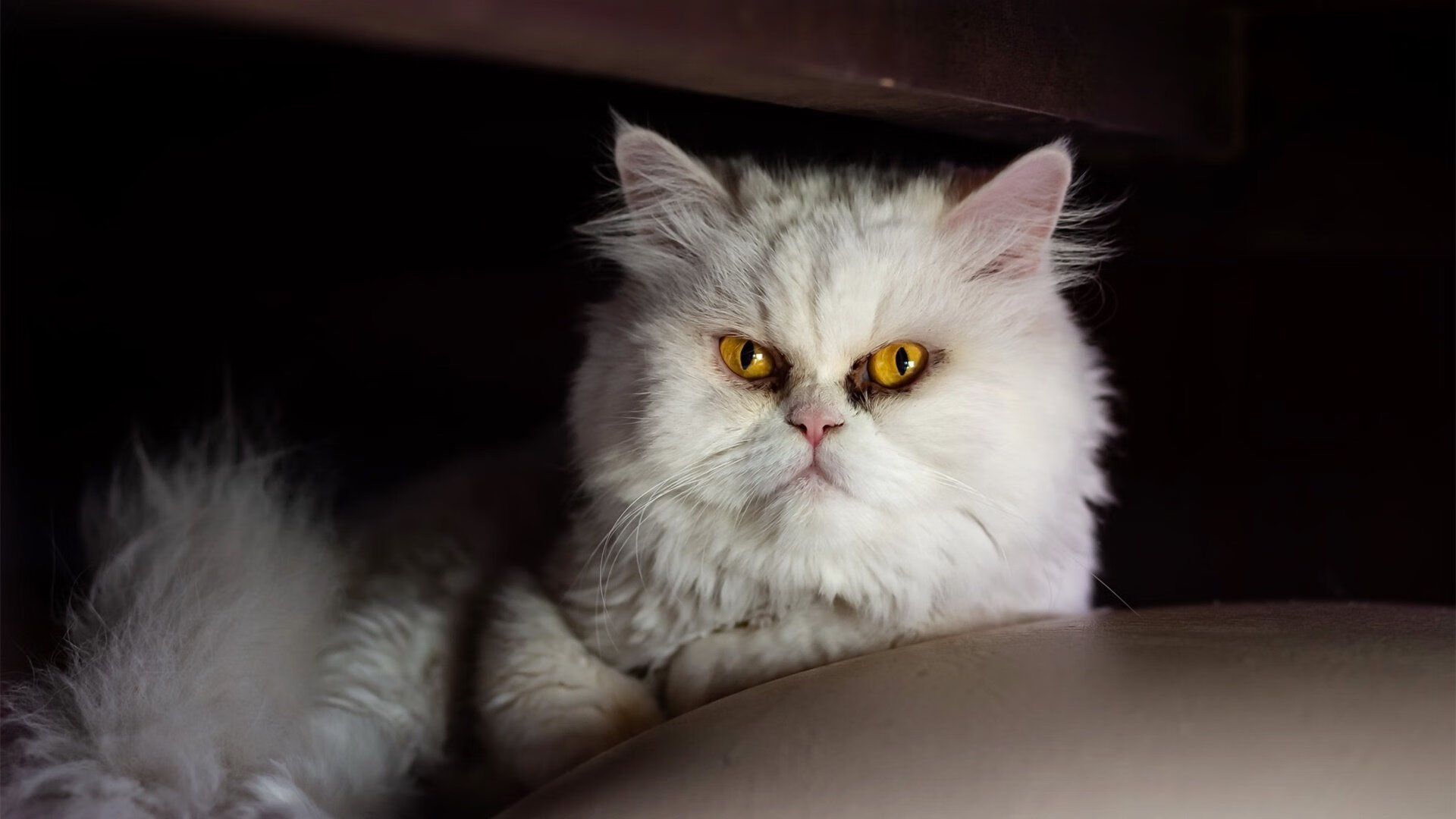 AYX GAMING-TES辅助选手斩获单场最高助攻纪录，tes战队辅助