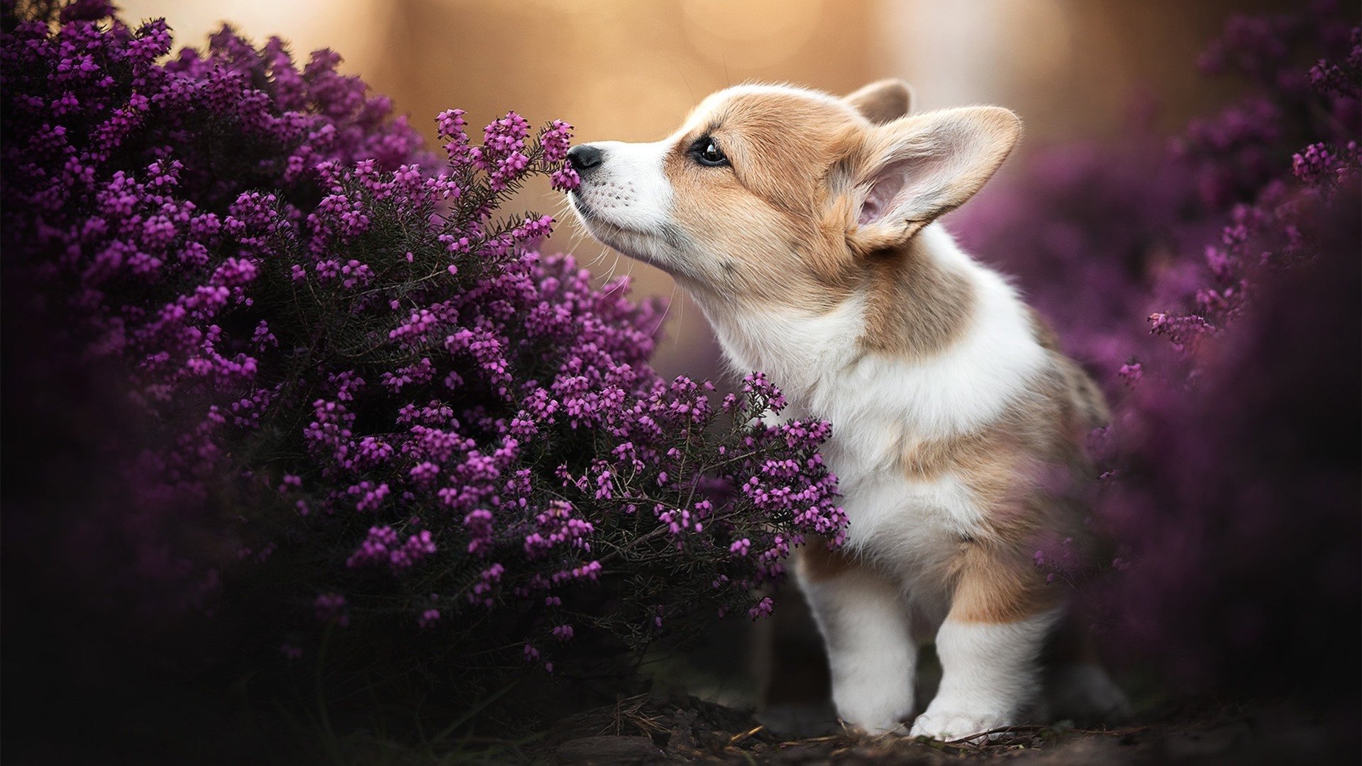 爱游戏官网-公牛队支持本地电竞产业发展，公牛队在哪儿