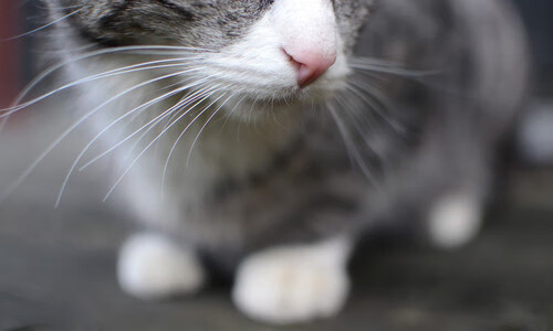 爱游戏体育（AYX）官方APP下载-毕尔巴鄂竞技客场1-1战平塞维利亚，双方互有攻守，毕尔巴鄂竞技对塞尔塔结果