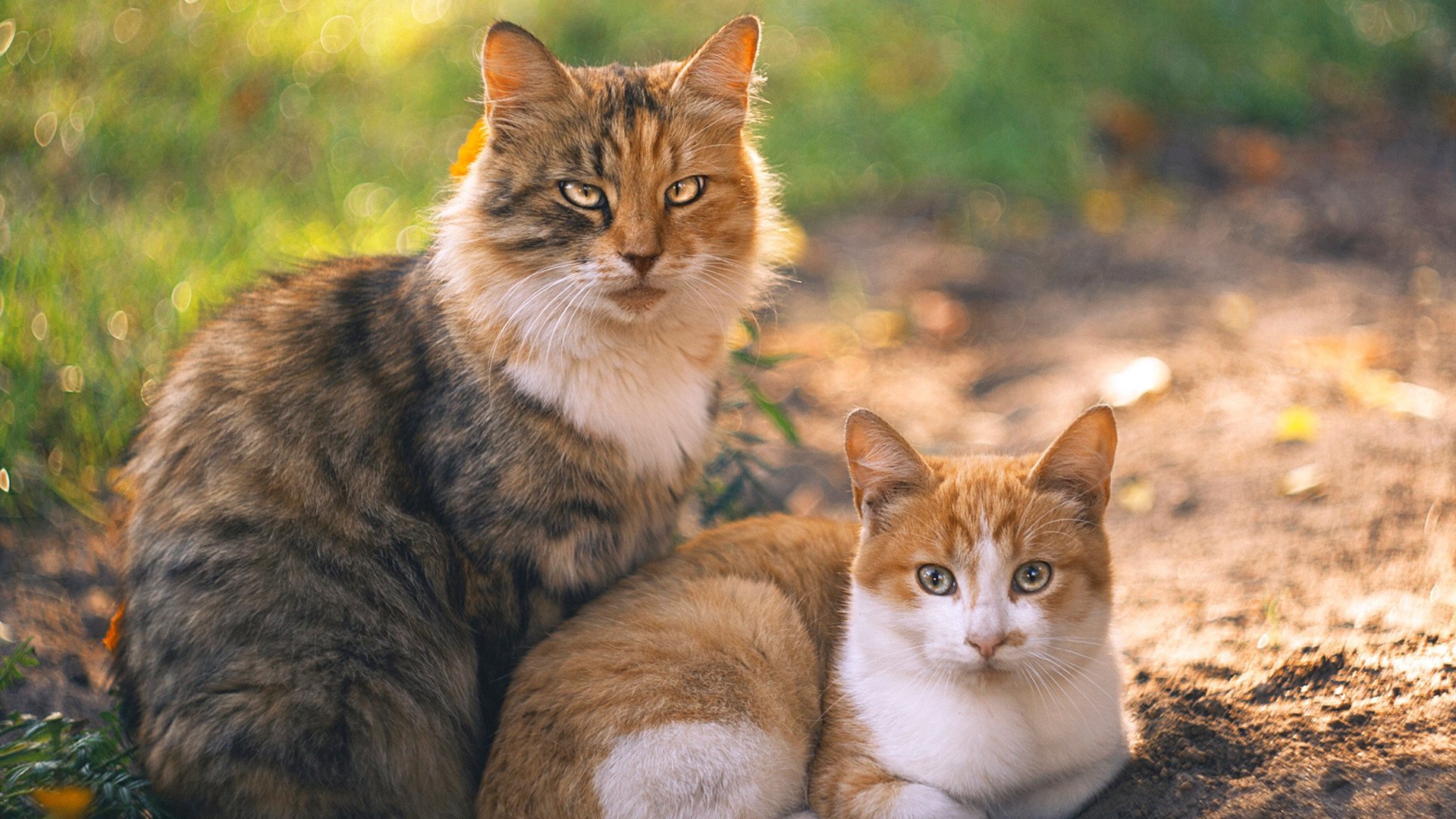 爱游戏中国官方网站平台-火箭终结连败，小贾巴里·史密斯独得29分，贾巴史伟