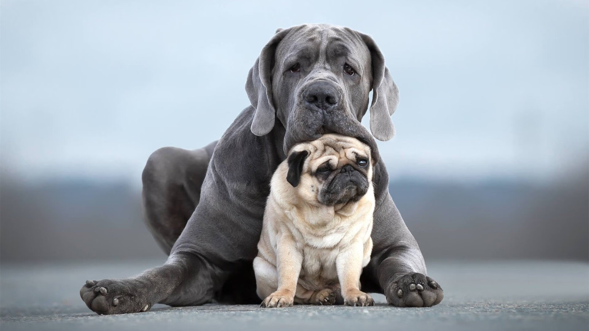 瓦伦西亚主场1-1战平西班牙人,进攻端表现平平,瓦伦西亚 主场