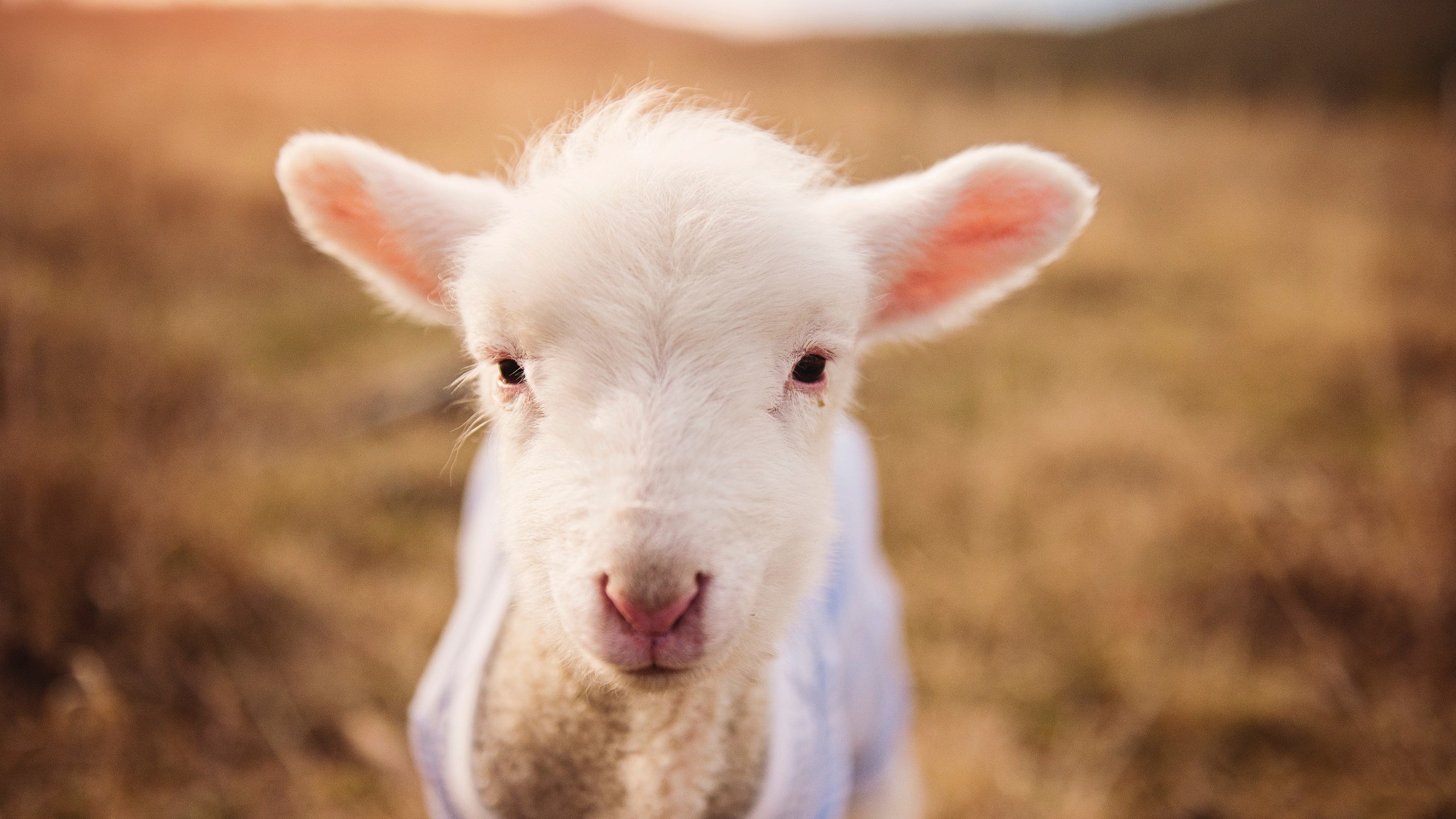 爱游戏综合娱乐-美因茨连续遭遇丢球，德甲降级危机加剧，美因茨队