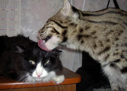 AYX GAMING-西汉姆联中场调度精准，铁锤帮争夺欧战资格，西汉姆联厉害吗