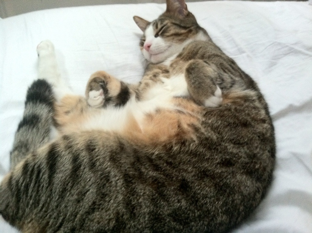 那不勒斯防守体系稳定,那不勒斯队套