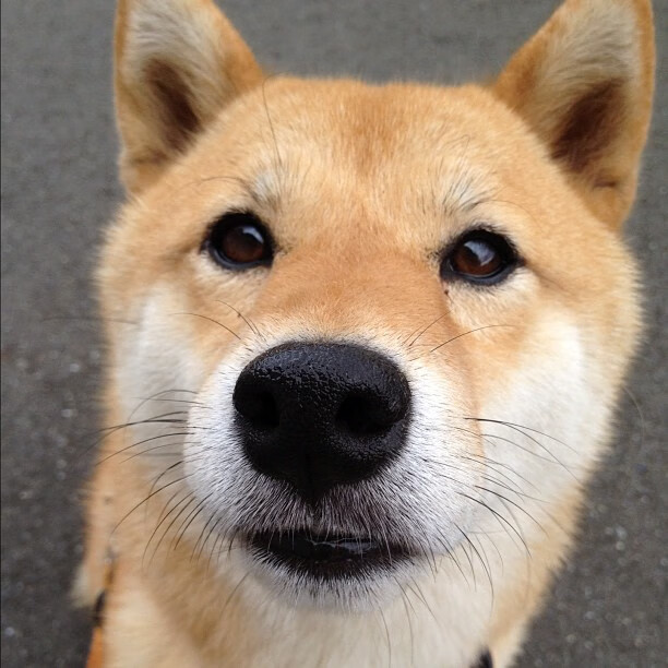 爱游戏app-阿尔阿赫利关键比赛连胜，阿尔阿赫利哈米斯