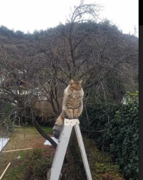 体育赛事运营团队管理机制研究,体育赛事运营包括哪些方面