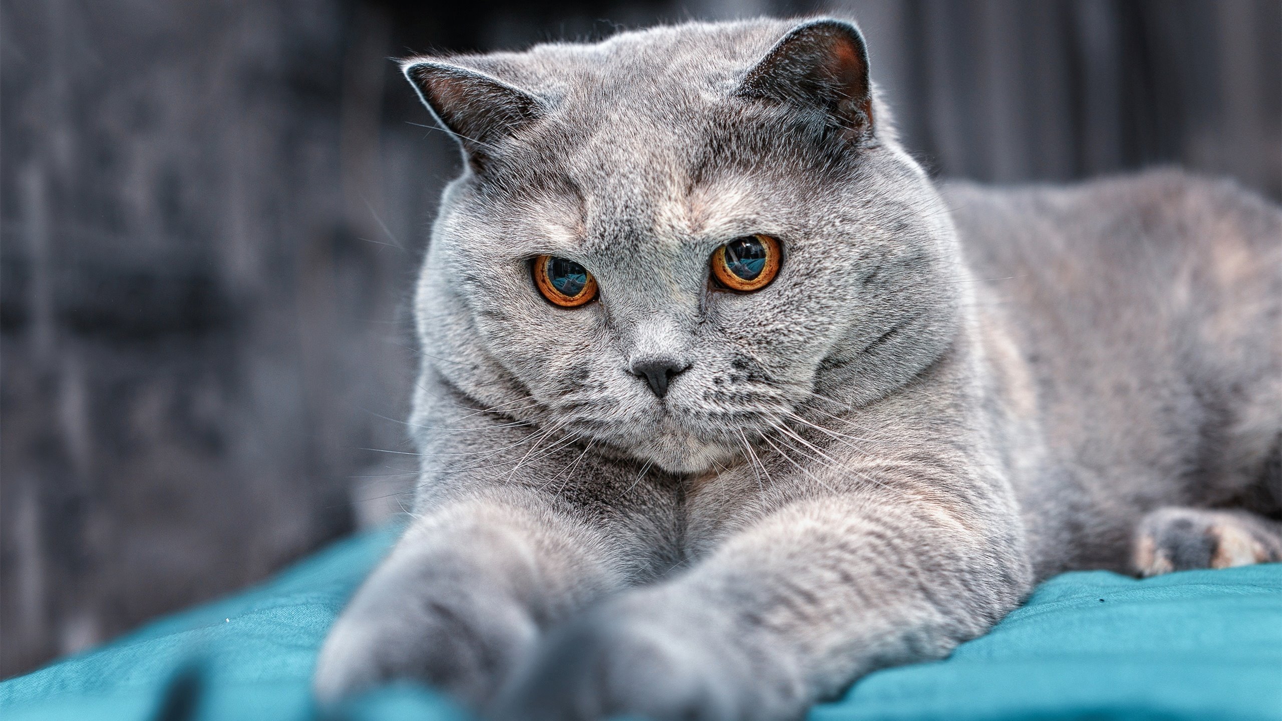 爱游戏娱乐-全民健身赛事品牌建设与推广策略分析，全民健身赛事运动项目介绍