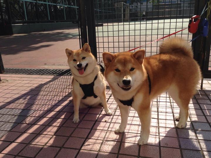 爱游戏娱乐-争冠球队战术细节差异如何决定胜率，争冠组规则