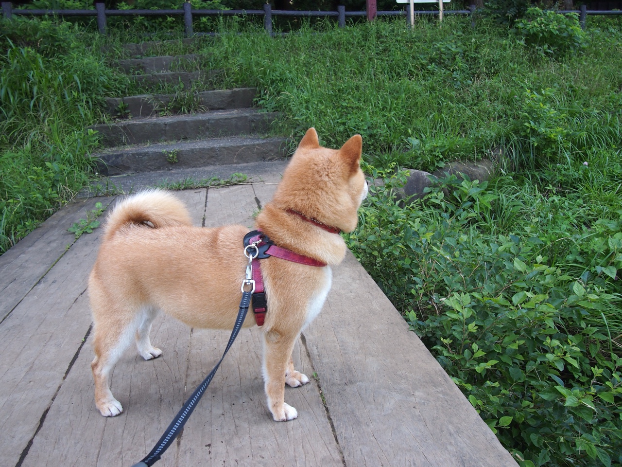 博卡青年中场拦截积极,遏制推进,博卡青年主场叫什么