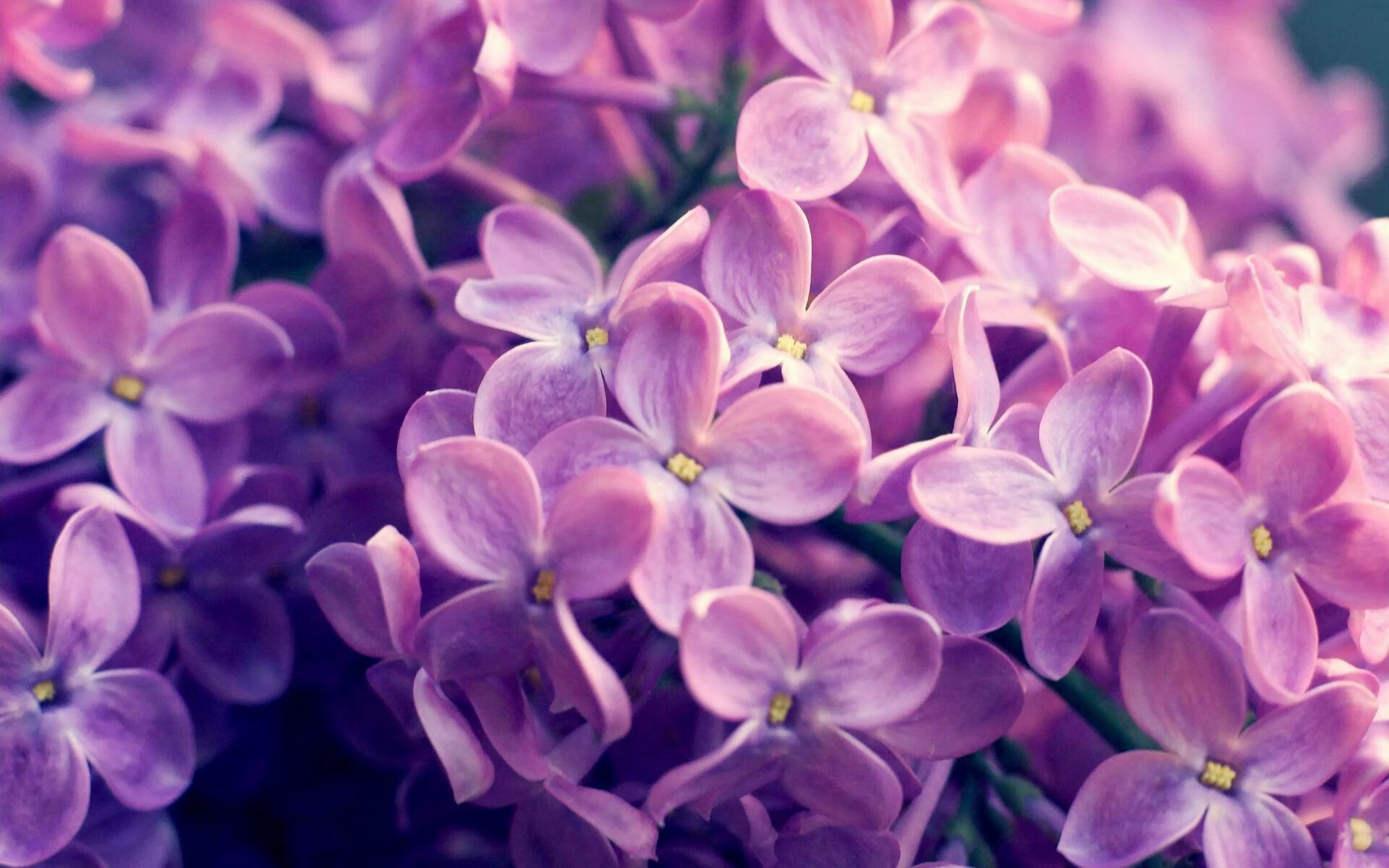 新加坡队的未来发展蓝图:培养新一代乒乓明星,新加坡的乒乓球运动员都是中国人吗