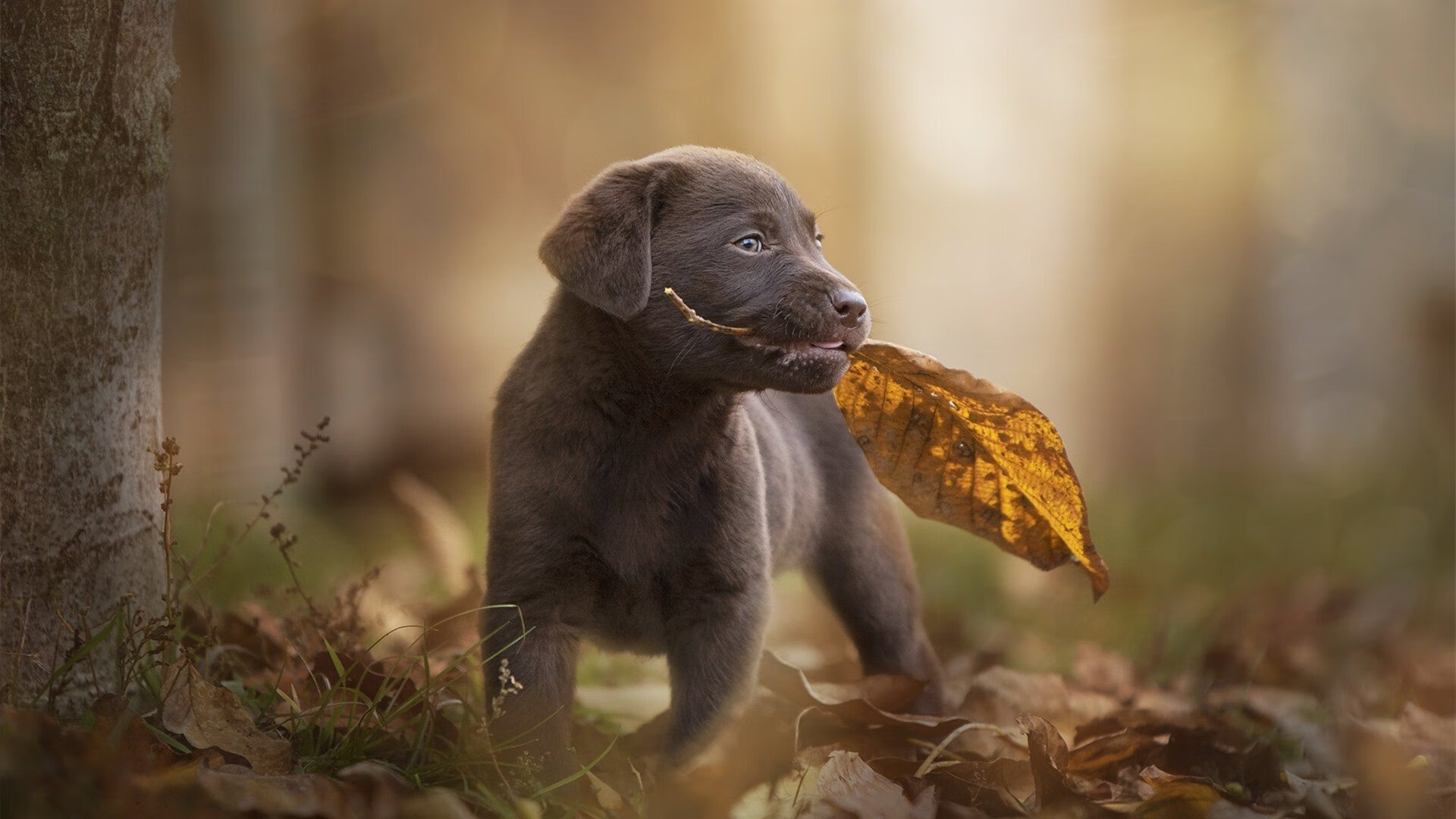 世界杯精彩集锦:动人心弦的经典瞬间,世界杯精彩片段