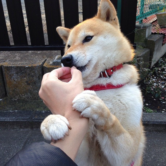 AYX GAME-乌拉圭女篮在南美锦标赛中表现出色，迈向奥运舞台，乌拉圭篮球联赛2021