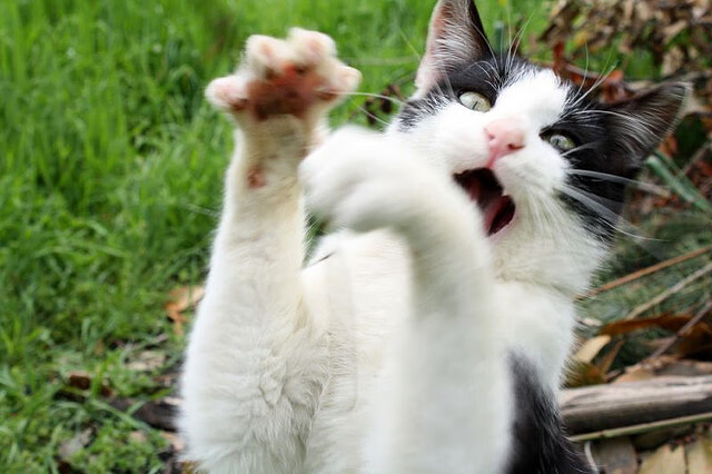 爱游戏下载-库里赛后亲吻地板告别主场，库里亲穿球鞋