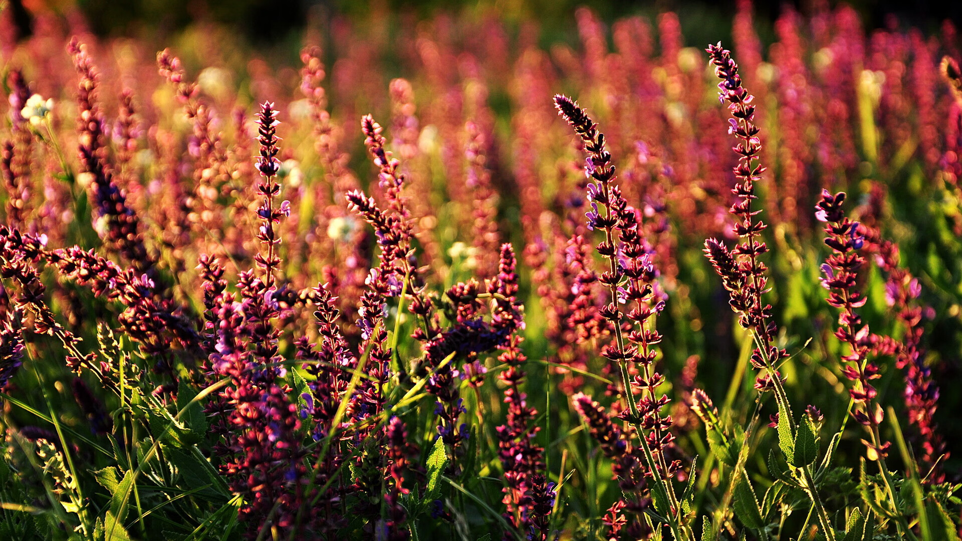 林丹参加奥运推广活动引围观,林丹参加2021年奥运会