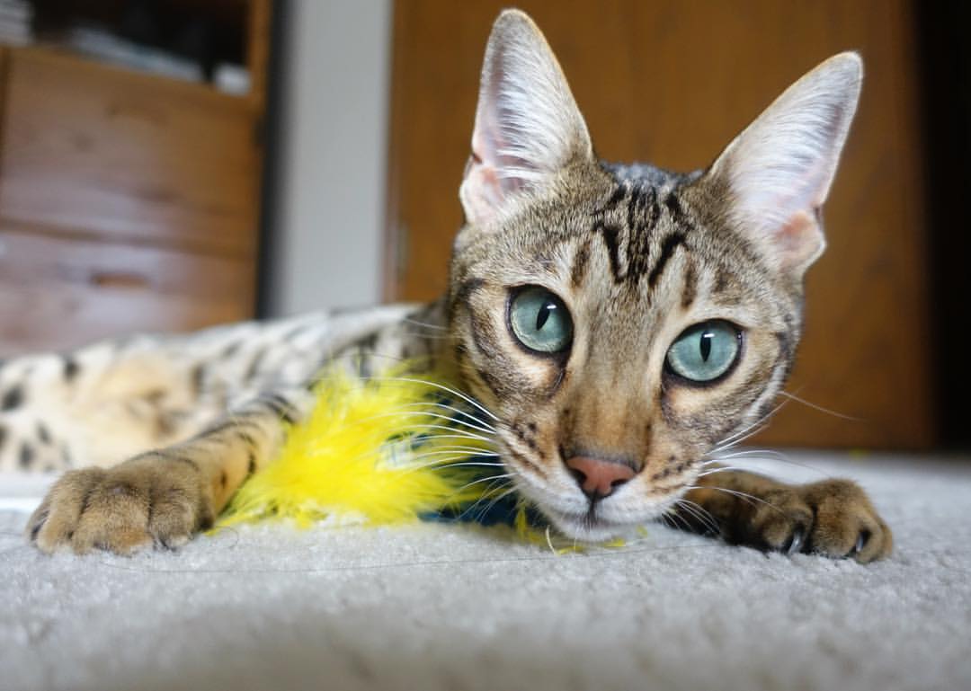 法甲星光璀璨:新星登场引领锋线未来,法甲新赛季宣传片