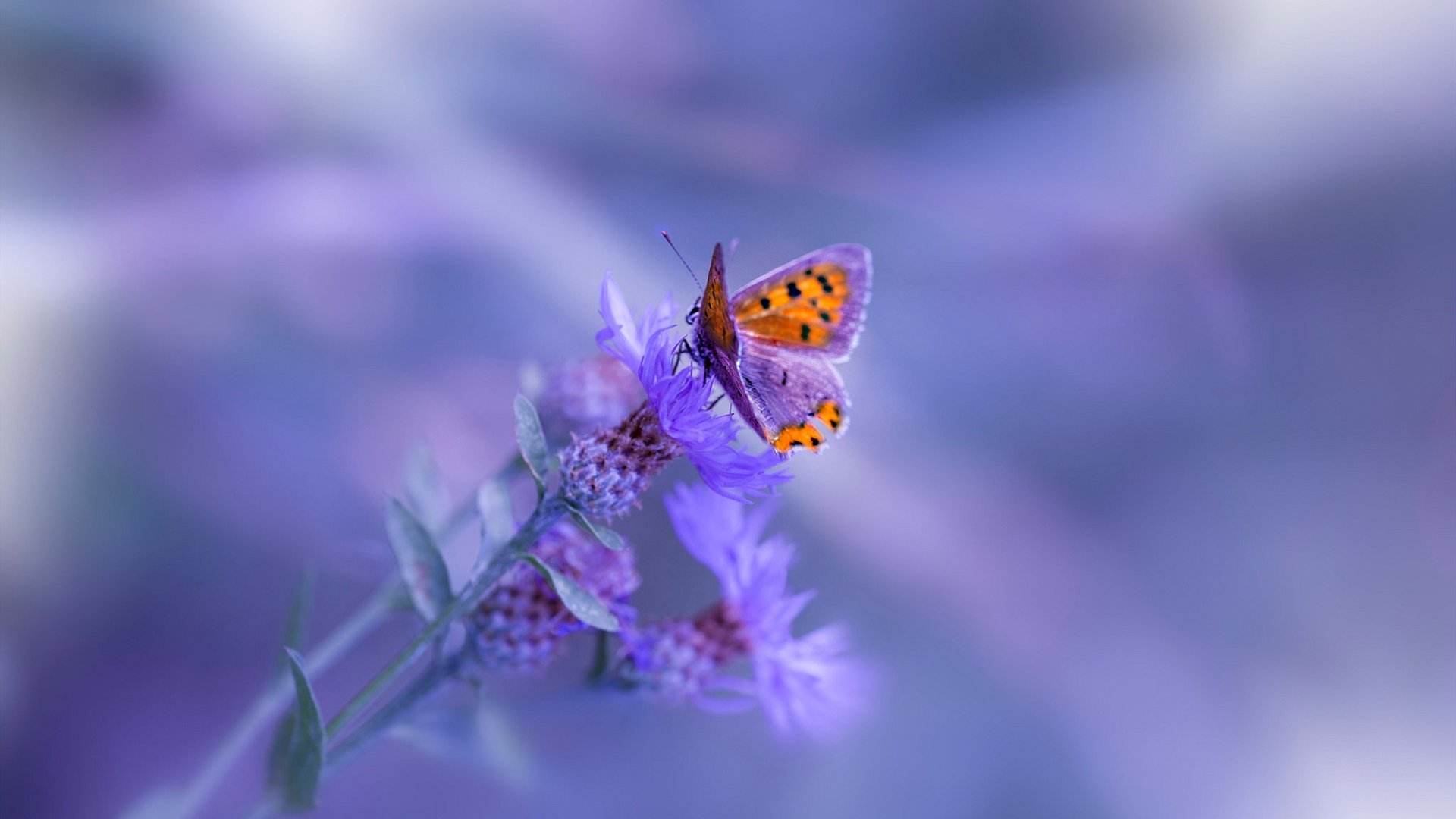 特斯·冯·迪克:南非队的进攻核心,巧妙的脚步令对方防线头痛